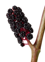 berries of Phytolacca