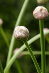 Allium nutans flower head