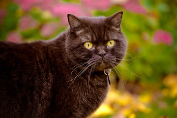 Naklejka na ściany i meble british shorthair cat portrait outdoors