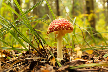 Red toadstool in the forest