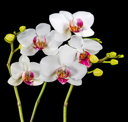 Fototapeta na wymiar Blooming branches white and red orchid flower (phalaenopsis) wit