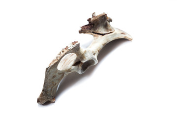 old bone isolated on white background