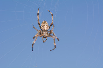 Spider