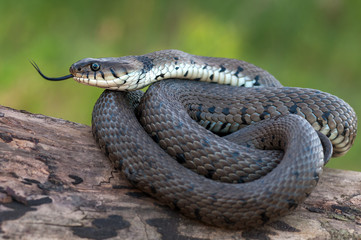 macro of a grass snake in the nature