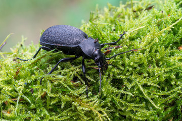 Carabus coriaceus