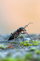 Cicindela campestris