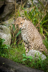Curious Cheetah looking with caution. Fast Feline animal.