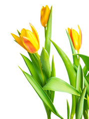 blossoming spring yellow Tulips flower colorful is isolated on w