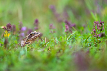 Rana temporaria
