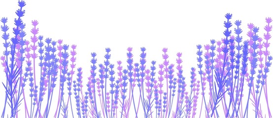 Silhouette of lavender