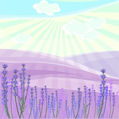 Landscape with lavender field