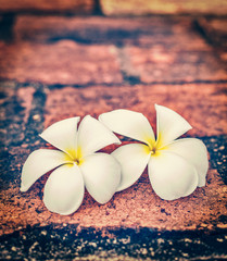 Two frangipani plumeria flowers