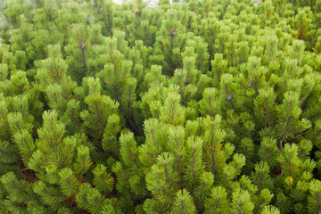 Naklejka premium Cheerful fur-trees.