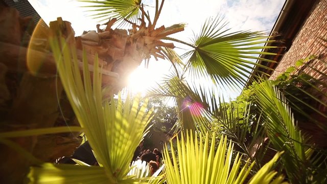 Palme im Sonnenlicht
