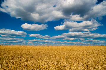 wheat field