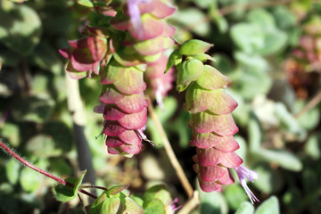 Origanum Dictamnus, Dittany of Crete Herb