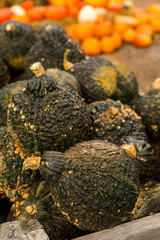 Pumpkin patch