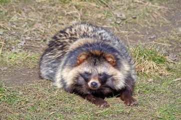 Ein Waschbär