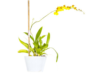 Naklejka premium Orchidea (Dancing Orchid)