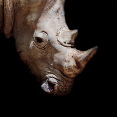 Black rhinoceros young calf