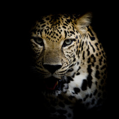 Fototapeta na wymiar close up Leopard Portrait