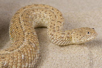 Peringuey's dwarf adder / Bitis peringueyi