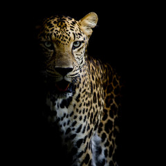 Obraz na płótnie Canvas close up Leopard Portrait