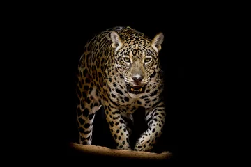 Foto auf Acrylglas Panther Jaguar-Porträt