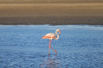 Rosaflamingo (phoenicopterus roseus) bei Walvisbay