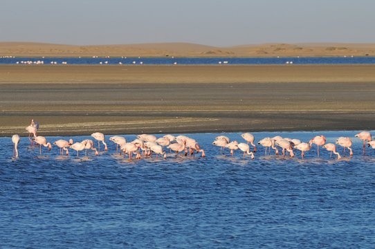 Flamingos in den Salzpfannen von Walvisbay