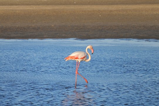 Rosaflamingo (phoenicopterus roseus) bei Walvisbay