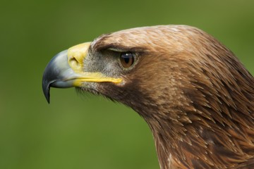 Close-up of golden eagle head looking left