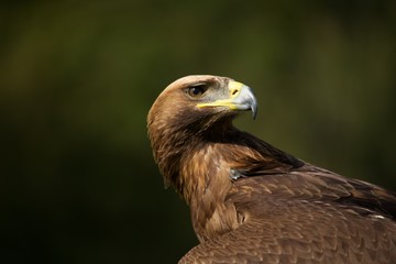 Close-up of golden eagle looking over back