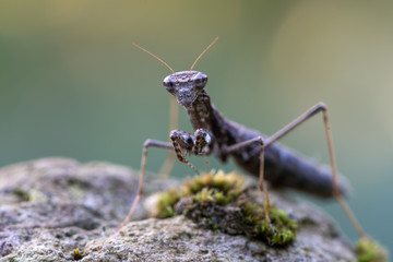 Geomantis larvoides