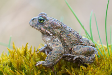 Bufo calamita