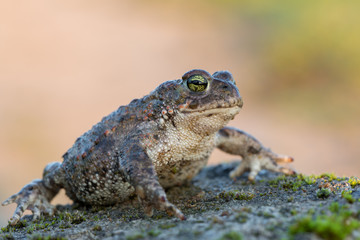 Bufo calamita