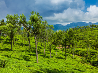 Obraz premium Green tea plantations in Munnar, Kerala, India