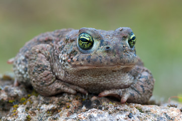 Bufo calamita