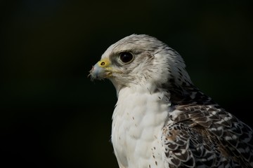 Close-up of gyrfalcon with food on beak