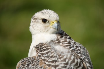 Close-up of gyrfalcon with head turned back