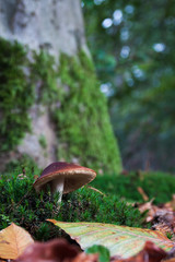 Waldpilz im Herbst