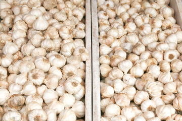 Fresh garlic for sale on the market