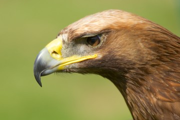 Close-up of sunlit golden eagle head staring