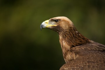 Close-up of sunlit golden eagle against trees