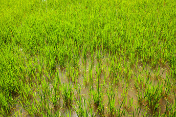 Rice paddy field close up