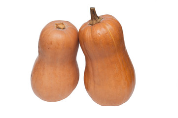 Orange long pumpkins isolated on white background cutout