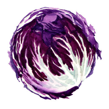 head of red cabbage isolated