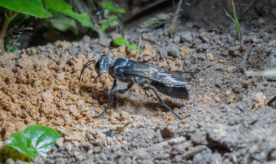 insect