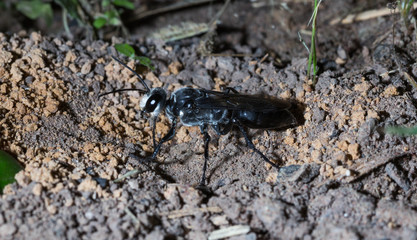 insect