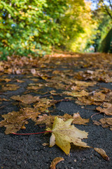 Herbst auf den Straßen